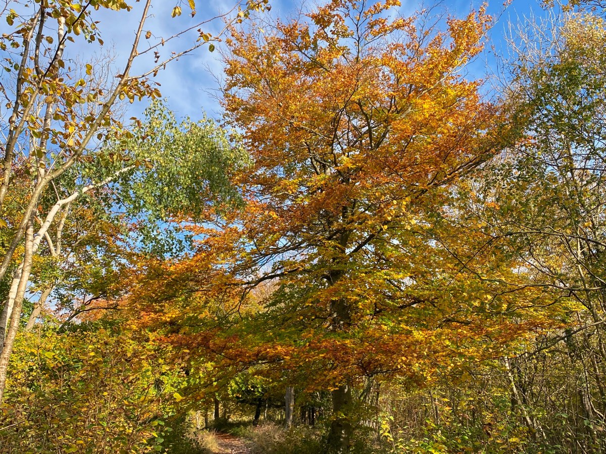 A lovely stroll to find the Sapperton Tunnel and disused Thames & Severn&nbsp;Canal.